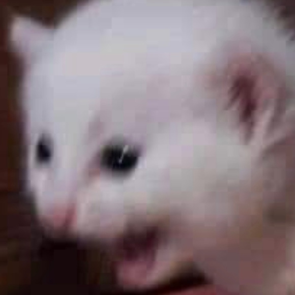 sophiestop